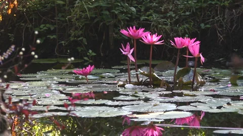 Lotus 스톡 동영상 1092595