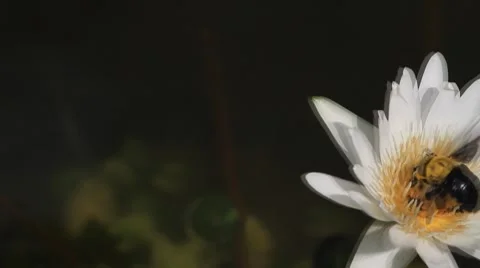 Lotus Stock Footage 7767602