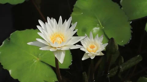 Lotus Stock Footage 7767692