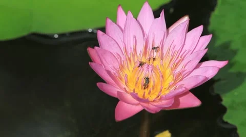 Lotus Video stock 7768942