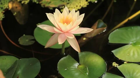 Lotus Video stock 7902191