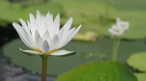 Lotus Stock Footage 10856180