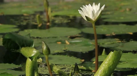 Lotus Stock Footage 10856272
