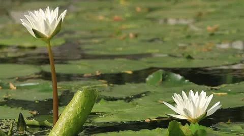 Lotus Video stock 10856332