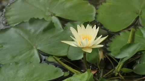 Lotus Video stock 10856376