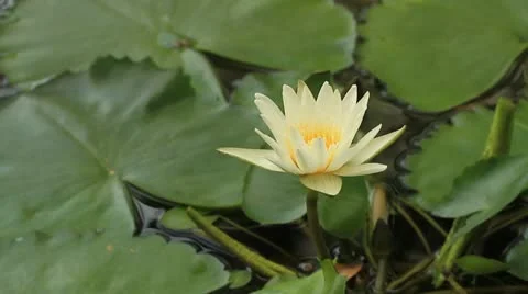 Lotus Stock-Footage 10856434