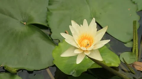 Lotus Stock Footage 10856533