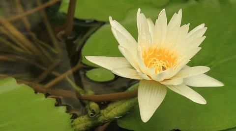 Lotus Stock Footage 10856613