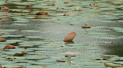 Lotus Stock Footage 11270830