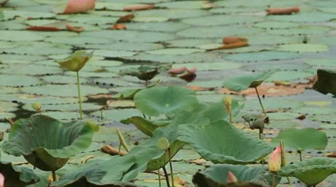 Lotus Stock Footage 11271270