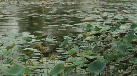 Lotus Stock Footage 11272000