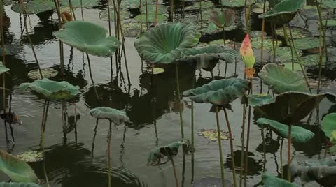 Lotus Stock Footage 11272439