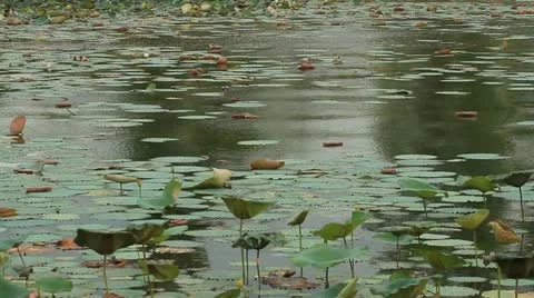 Lotus Video stock 11273008