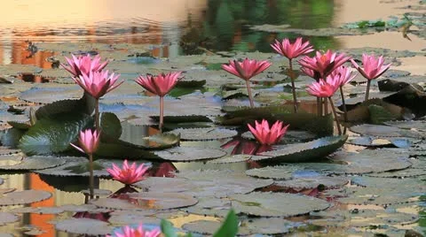 Lotus Video stock 11407465