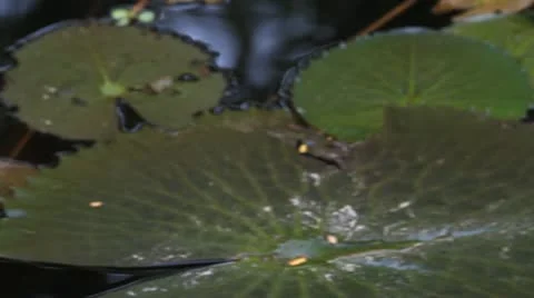 Lotus Stock-Footage 11407813