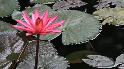 Lotus Stock-Footage 11407943