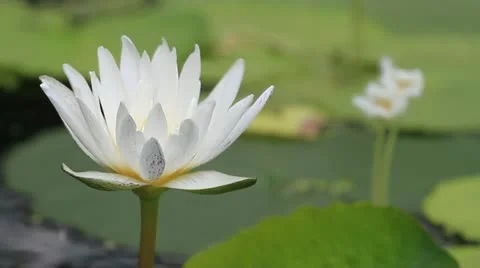 Lotus Stock Footage 11955778