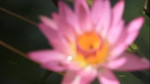 Lotus Stock Footage 11956040