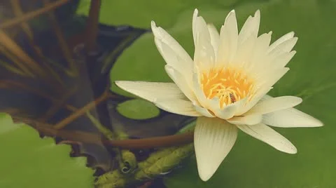 Lotus Video stock 11956204