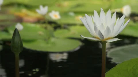 Lotus Stock Footage 11956365