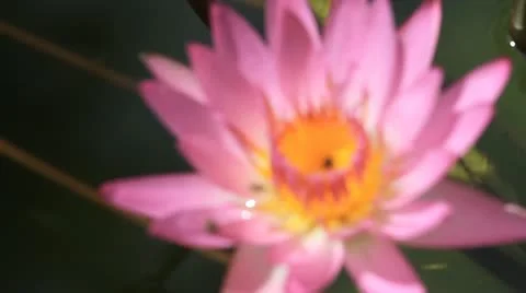 Lotus 库存影片 12182140