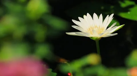 Lotus. Stock Footage 22250987