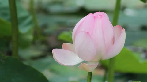 Lotus Stock-Footage 25333997