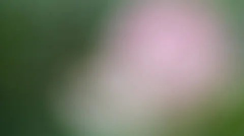 Lotus Stock-Footage 25334082