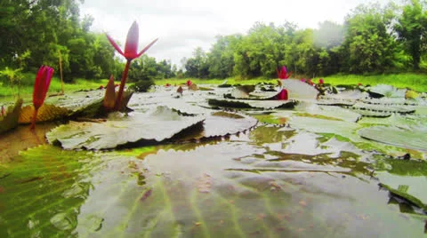 Lotus Stock Footage 25593118