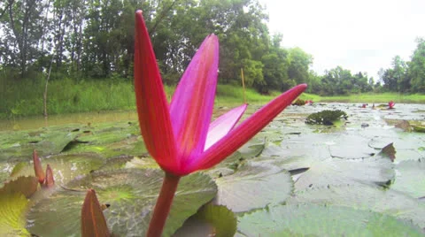 Lotus Stock Footage 25593221