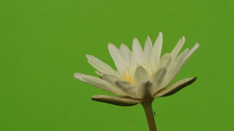 Lotus Stock Footage 33648449