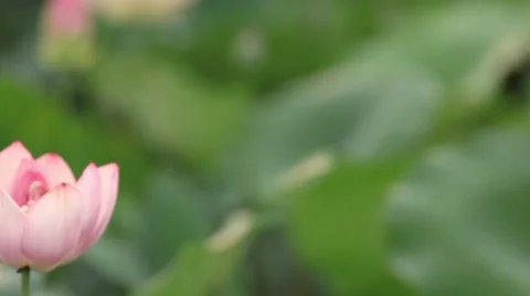 Lotus Stock Footage 58954091