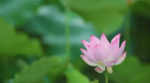 Lotus Video stock 58954098