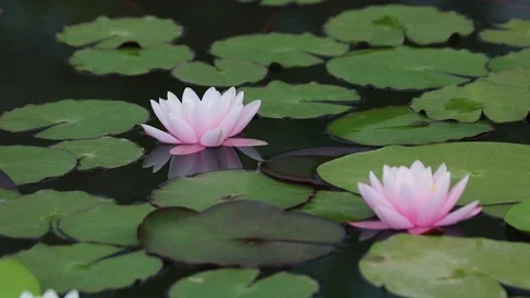 Lotus Stock Footage 92401641