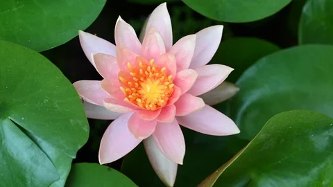 Lotus Stock Footage 106927047