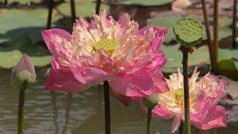 Lotus Stock Footage 112427319