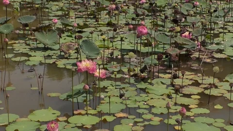 Lotus Stock Footage 112427774