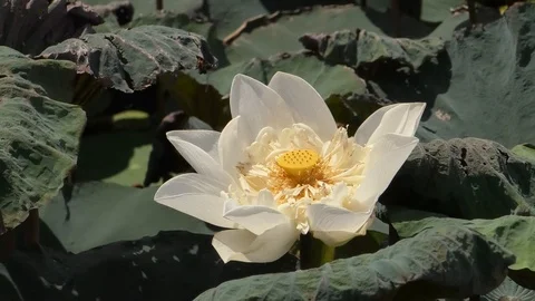 Lotus Stock Footage 112428042