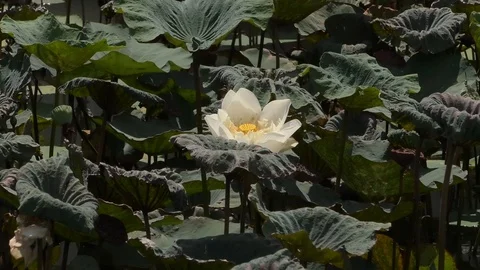 Lotus Stock Footage 112428155