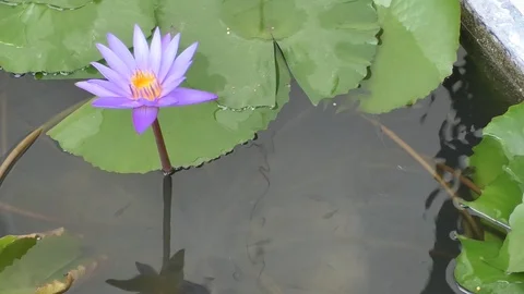 Lotus Stock Footage 112603296