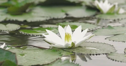 Lotus Stock Footage 114316149