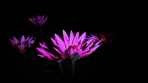 Lotus Stock Footage 115563165