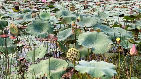 Lotus Stock Footage 130883894