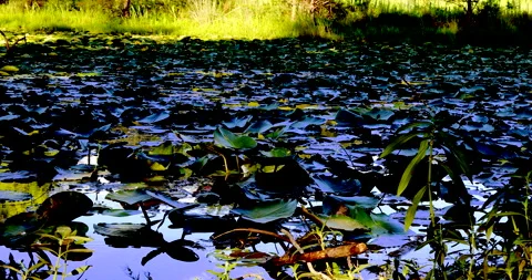 Lotus Vídeos de archivo 132768632