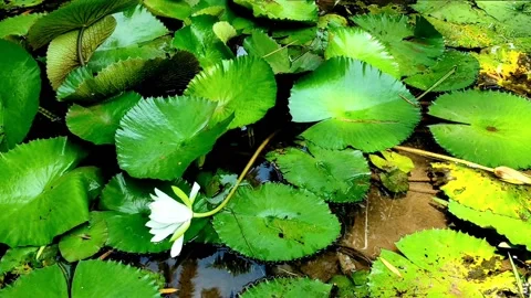 Lotus Stock Footage 229825039