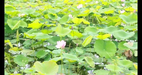 Lotus Stock Footage 310050429