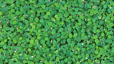 Lotus Stock Footage 313318748