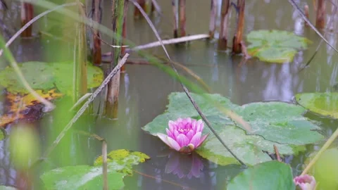 Lotus Stock Footage 319907424