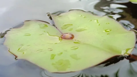 Lotus Stock Footage 325761999