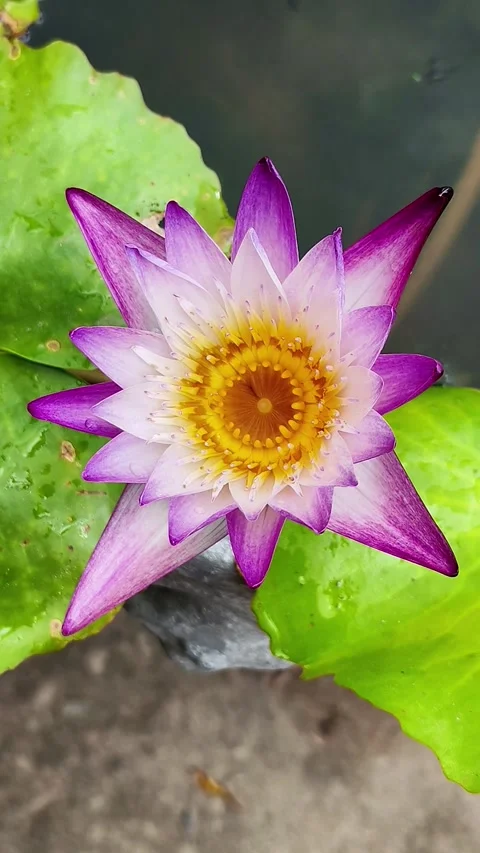 Lotus Stock Footage 325881455